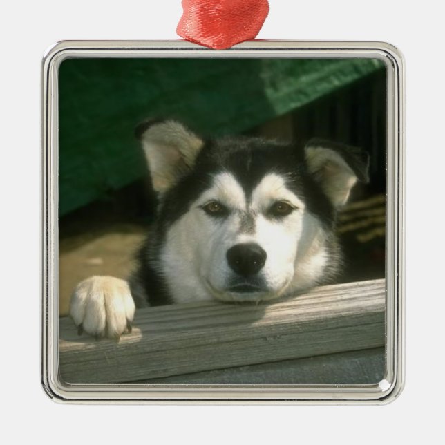 De Metal Ornamento do Malamute do Alasca (Frente)