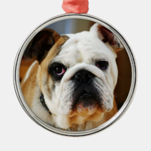De Metal Ornamento Premium Bulldog