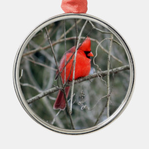 De Metal Ornamento Real do Cardeal Premium