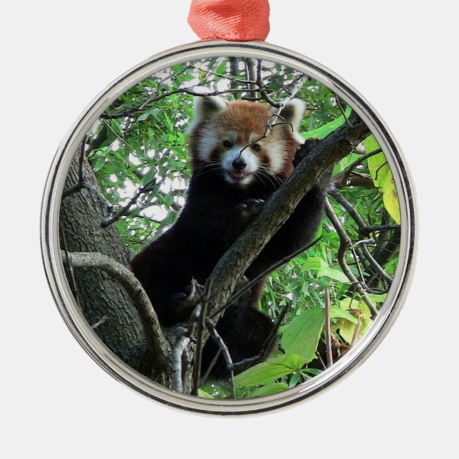 De Metal Ornamento redondo superior da panda vermelha (Frente)