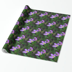 De Presente Papel Wildflower Sabatia na Lavanda