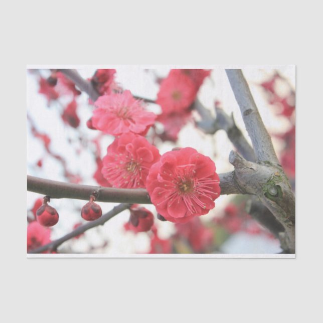 De Seda ameixa flor primavera cor-de-rosa papel tecidular (Frente )