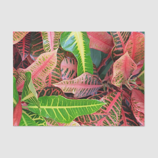 De Seda Deixa o papel dos tecidos (Frente )