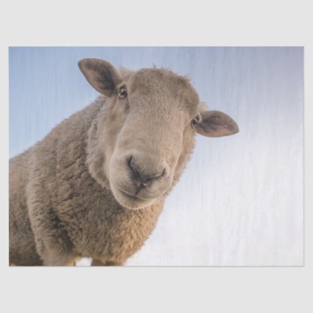 De Seda Oi, Papel Tecidual (Frente )