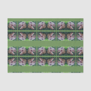 De Seda Papel absorvente Dinossauro