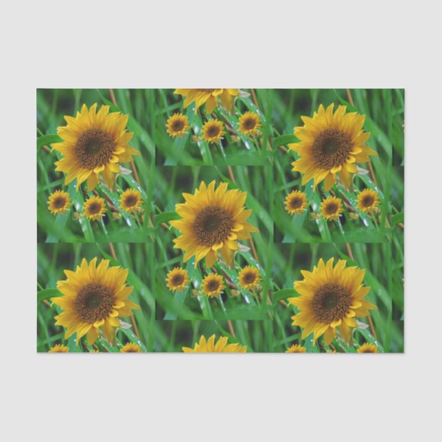De Seda Papel absorvente, girassol (Frente )