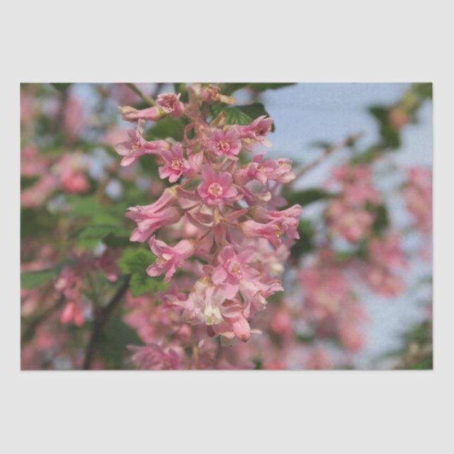 De Seda papel cor-de-primavera (Frente )