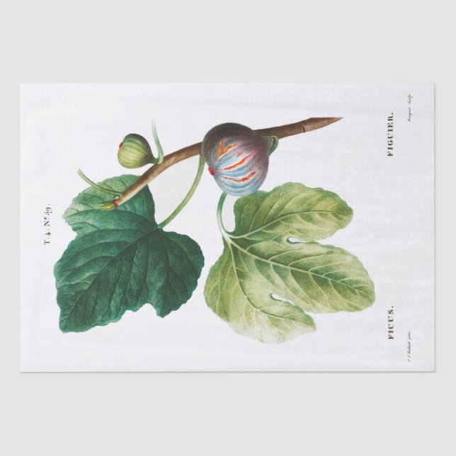 DE SEDA PAPEL DOS TECIDOS: PIERRE'JOSEPH REDOUTÉ : FIGOS (Frente )