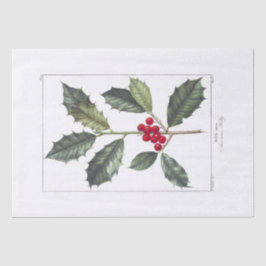 DE SEDA PAPEL DOS TECIDOS: PIERRE'JOSEPH REDOUTÉ : HOLLY