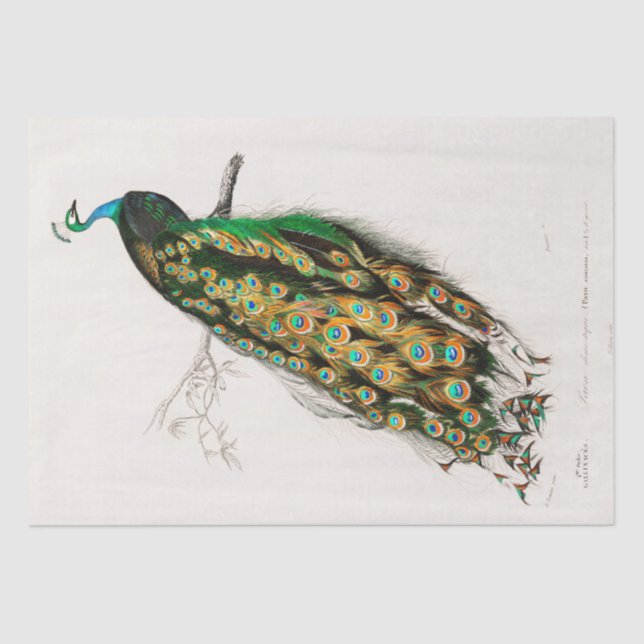 DE SEDA PAPEL DOS TECIDOS: VINTAGE INDIAN PEACOCK CHART (Frente )