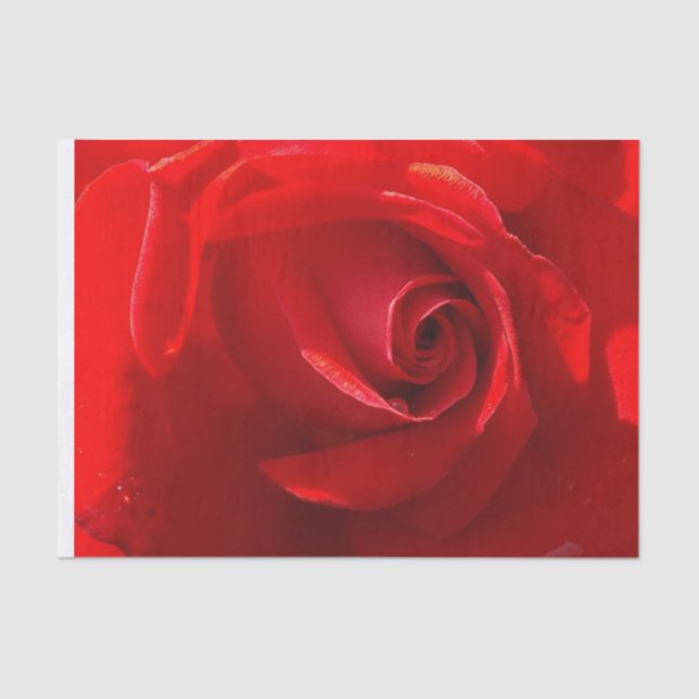 De Seda Papel no tecido da rosa vermelha (Frente )