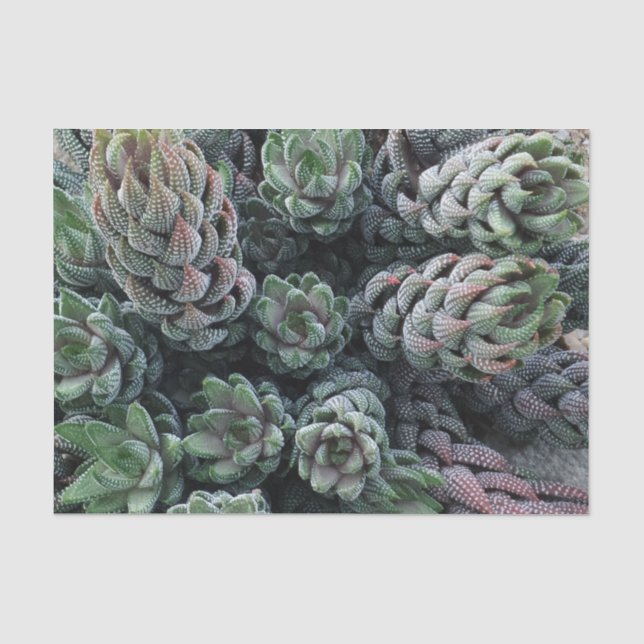 De Seda Papel Tecido Cactus (Frente )