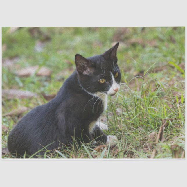 De Seda Papel Tecido Gato (Frente )