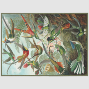 De Seda Papel Tecido Hummingbird Ernst Haeckel Decoupage