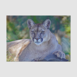 De Seda Papel Tecidual Cougar 2