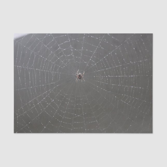 De Seda Papel tecidular da Web Spider (Frente )