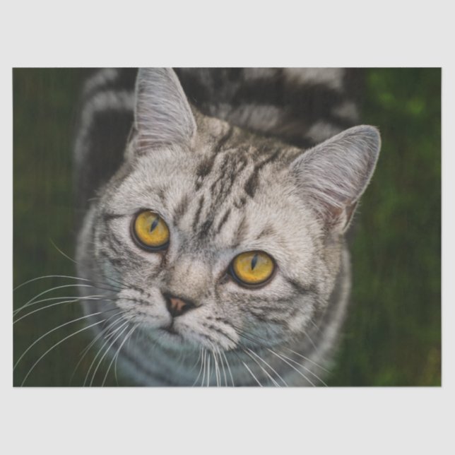 De Seda Papel tecidular McGonagall (Frente )