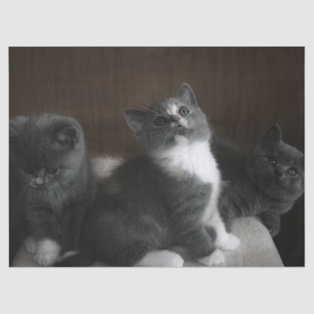 De Seda papel tecidular para gatinhos (Frente )