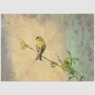 De Seda Pássaro Finch Dourado Americano em Papel Tecido B