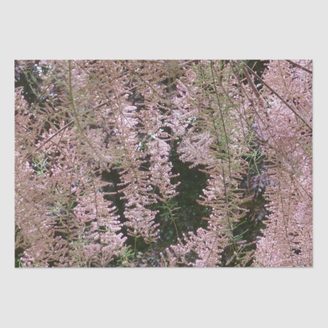 De Seda Tamarisk Blossom Papel Tecido (Frente )
