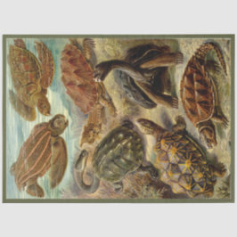 De Seda Turtle Ernst Haeckel Decoupage Papel Tecidual