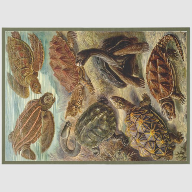 De Seda Turtle Ernst Haeckel Decoupage Papel Tecidual (Frente )