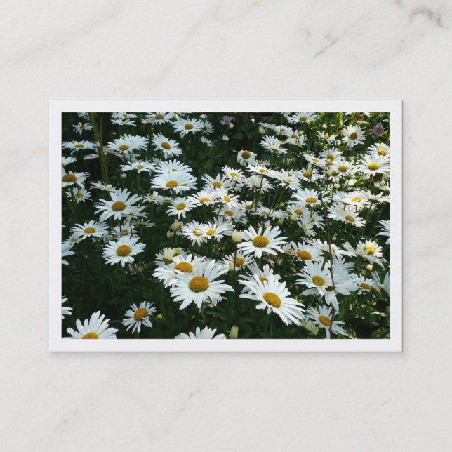 De Visita Daisies, Mini Cartão com fotos (Frente)