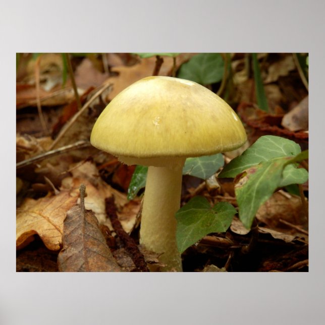 Deathcap Mushroom Poster (Frente)