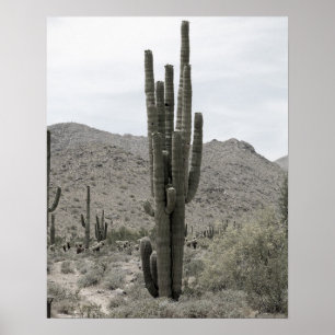 Decor de Arte do Deserto Cactus 16x20 Poster