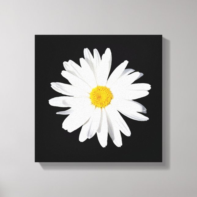 Decor de Parede de Impressão de Shasta Daisy White (Frente)