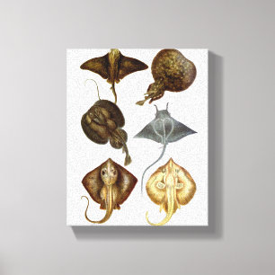Decoração da parede das canvas da arraia-lixa #4