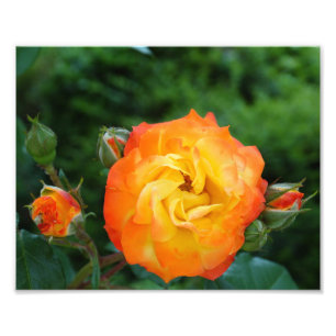 Decoração de Parede de Foto de Meditação Rosa Lara
