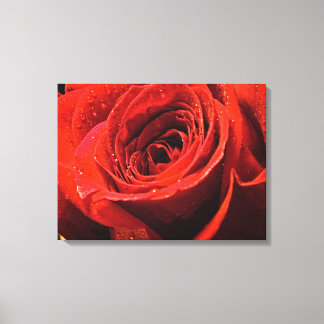 Decoração de rosa vermelha úmida