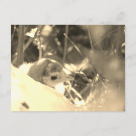 Dedicação doce - Cartão postal