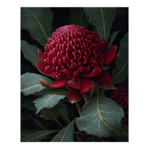 Deep Crimson Waratah Botanical Impressão