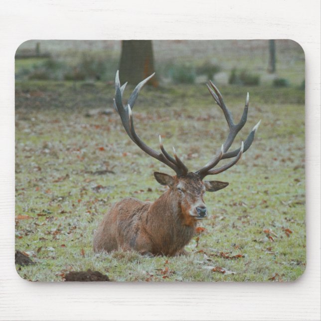 Deer buck Mousepad (Frente)