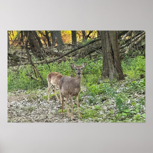 Deer in Woods Poster (Frente)