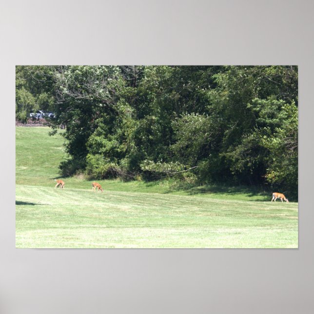 Deer Photo Poster (Frente)