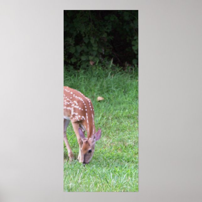 Deer Photo Poster (Frente)