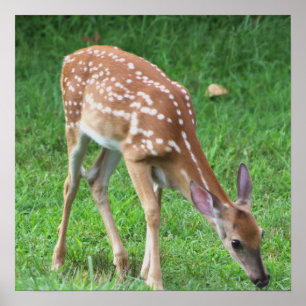 Deer Photo Poster