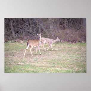 Deer Photo Poster