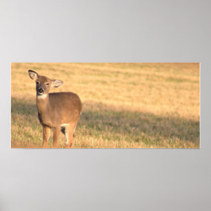 Deer Photo Poster