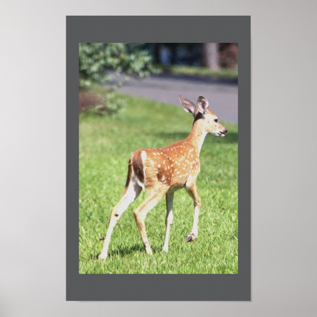 Deer Poster (Frente)