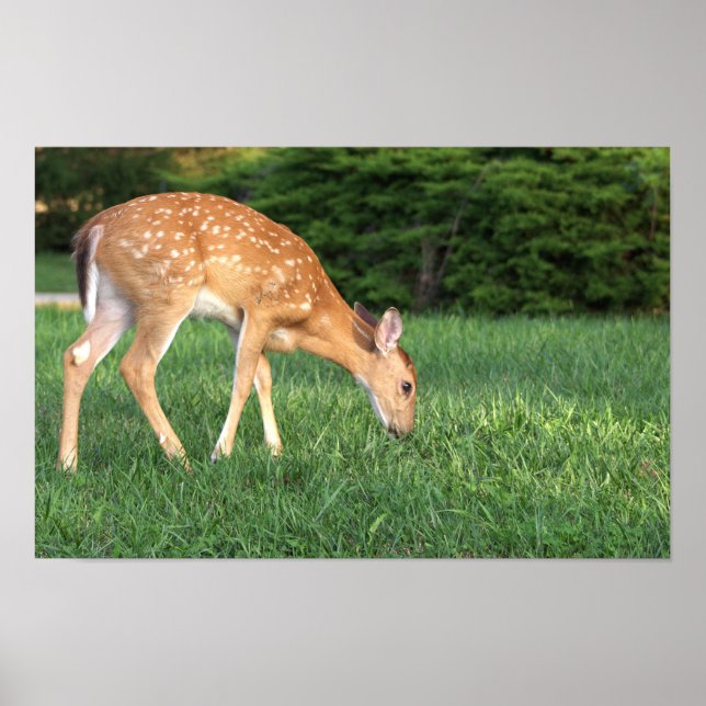 Deer Poster (Frente)