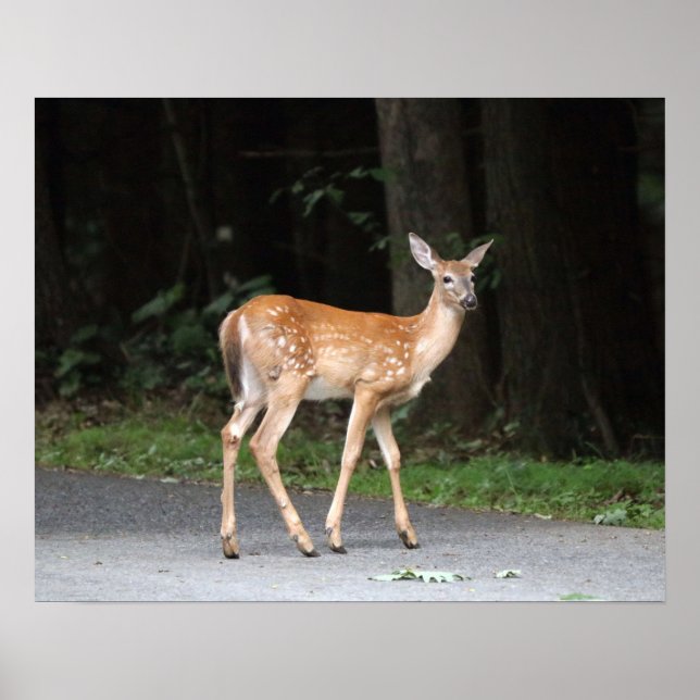 Deer Poster (Frente)