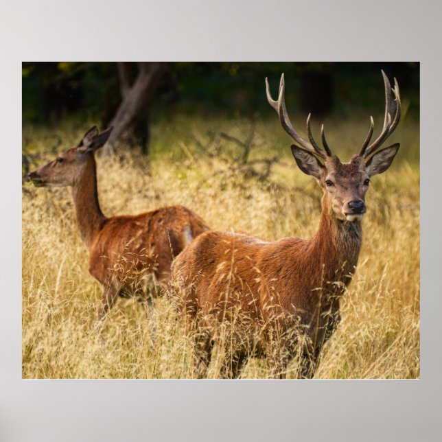 Deer Poster (Frente)