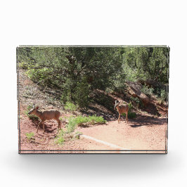 Deer Walking