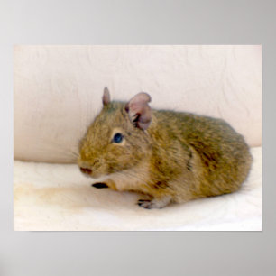 Degu Impressão
