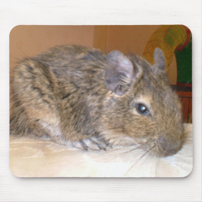 Degu relaxando Mousepad (Frente)