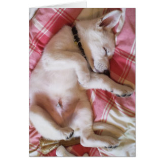 Deixe Cães Dormindo Cartão